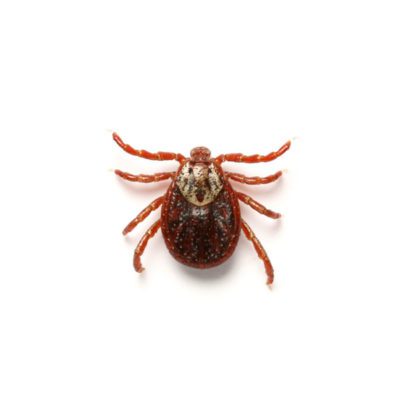 American Dog Tick up close white background