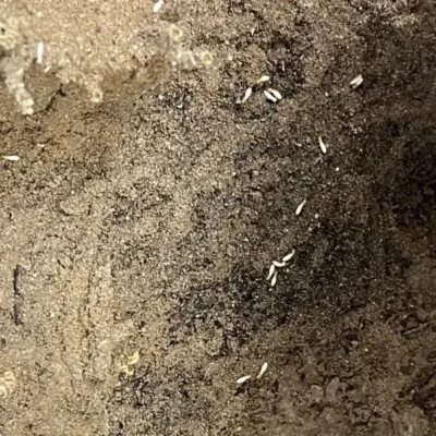 Asian termite colony in a termite nest - Keep pests away from your home with Bug Out in FL