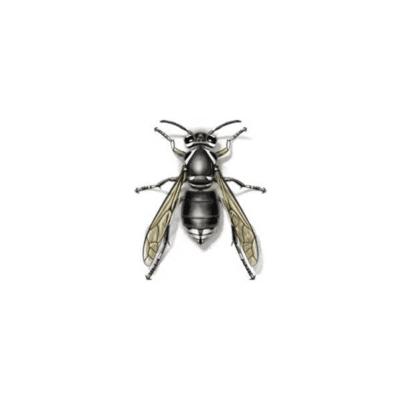 Bald-Faced Hornet up close white background