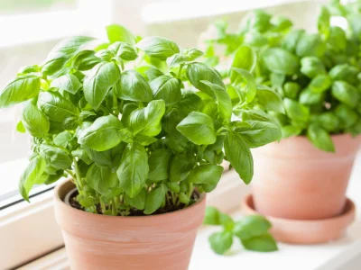 close up image of basil plant repelling wasps and bees