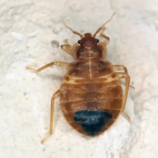 Bed Bug identification up close white background - Keep beg bugs away from your home with Bug Out in FL