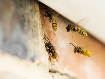 Wasps gathered outside a local Florida residents home ready for Bug Out's professional pest control services.