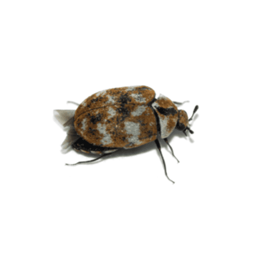 Pest Identification Library Identification & Info Bug Out Pest