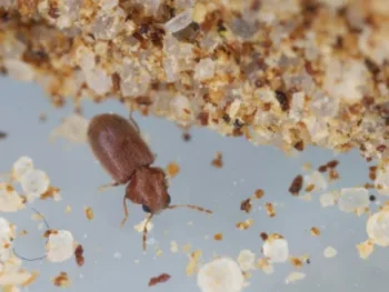 Macro photograph of a reddish-brown stored product pest crawling next to a clump of processed grain particles and salt crystals.