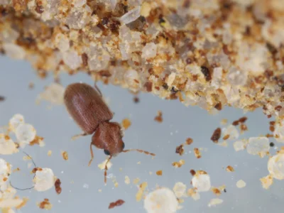 Common Stored Product Pests in Commercial Facilities in your area
