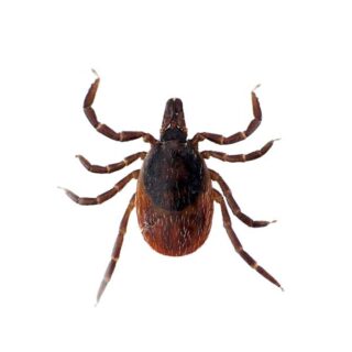 Black Legged Tick on white