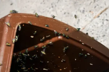 dozens of blow flies nesting in garbage bin, part of fly problem at gainesville florida home