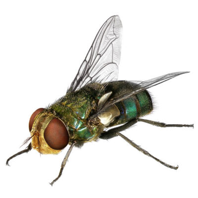 Close of of a blow fly with no background.