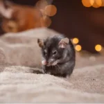 Closeup of brown rat in Florida home, with holiday lights in the background