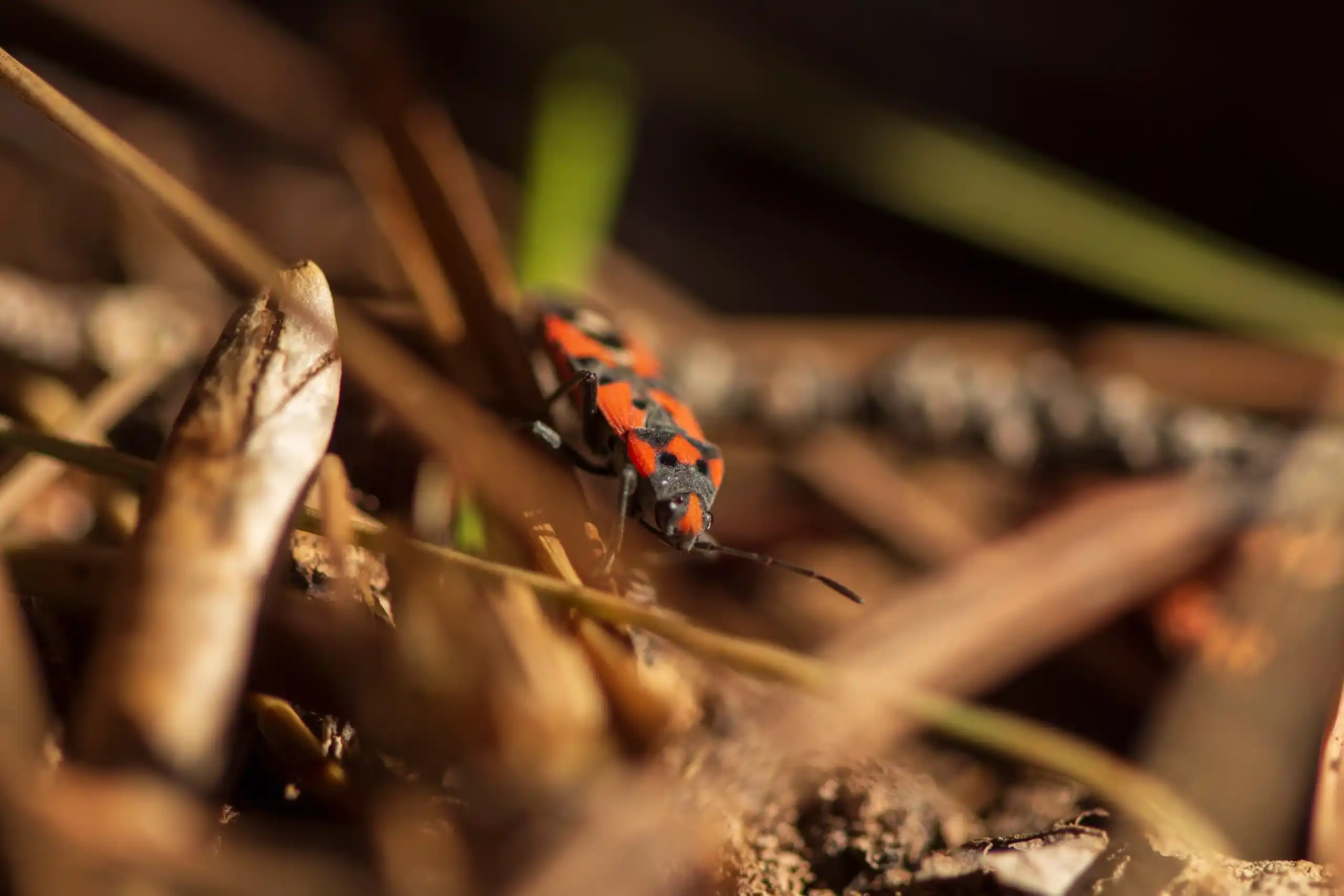 What Types Of Lawn Pests Live In Florida in Jacksonville FL