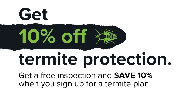Limited time offer for Bug Out's termite protection, save 10%!
