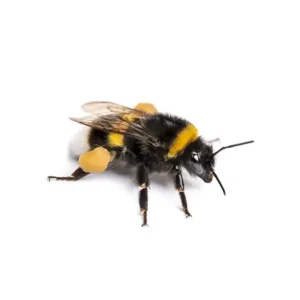 Bumblebee up close white background - Keep pests away from your home with Bug Out in FL