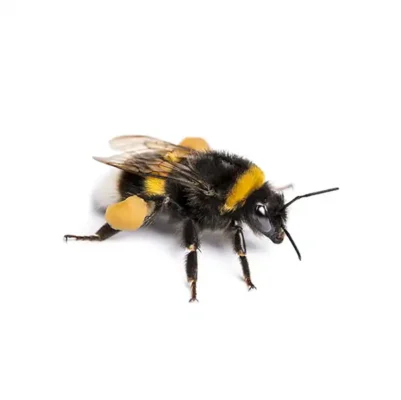 Bumblebee up close white background - Keep pests away from your home with Bug Out in FL