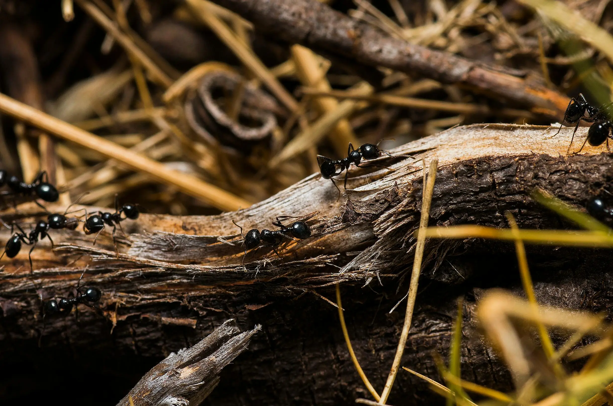 Carpenter Ant Control in your area
