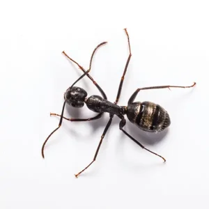 Carpenter Ant up close white background - Keep ants away from your home with Bug Out in FL