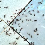 Carpenter ants hard at work on tile floor. Contact Bug Out to prevent carpenter ants from taking over your home this spring.