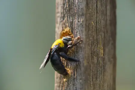 How Carpenter Bees Can Damage Your Property
in your area