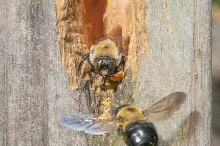 Carpenter Bee Control  in your area