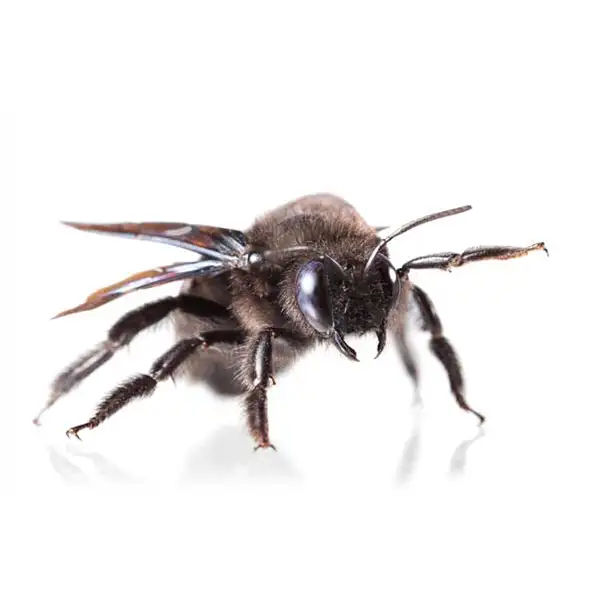 carpet bee on a white background - Keep pests away from your home with Bug Out Pest Control in FL