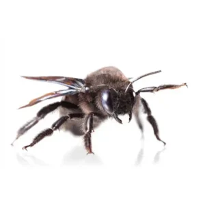 Carpenter Bee up close white background - Keep pests away from your home with Bug Out in FL