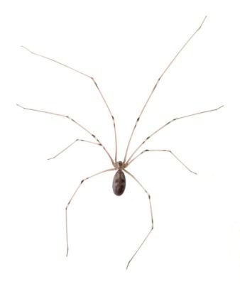 Cellar Spider close up white background