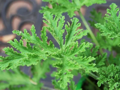 Close up of the green leaves of a citronella (mosquito) plant