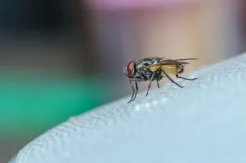 closeup of individual part of major house fly problem in Florida home