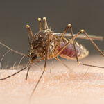 closeup of mosquito drinking blood out of person, possibly carrying and transmitting a mosquito borne disease like west nile virus