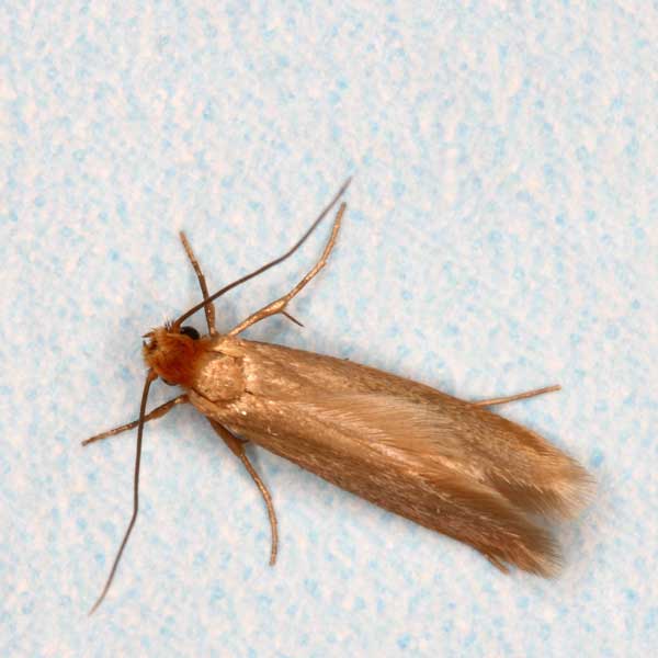 close up of a golden brown clothing moth on blue and white cloth.