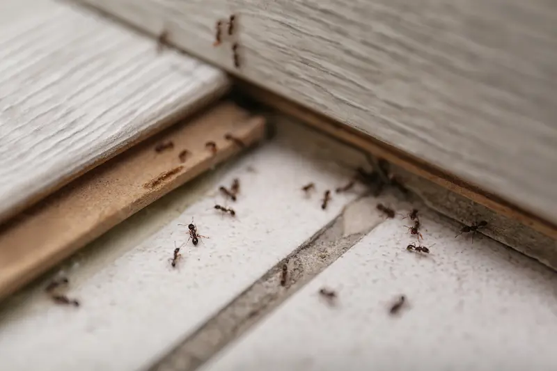How to Prevent Ants From Invading Your Home in your area