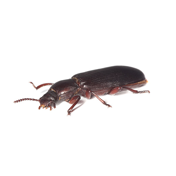 Confused Flour Beetle up close white background