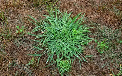 How Do You Eliminate Crabgrass? in your area