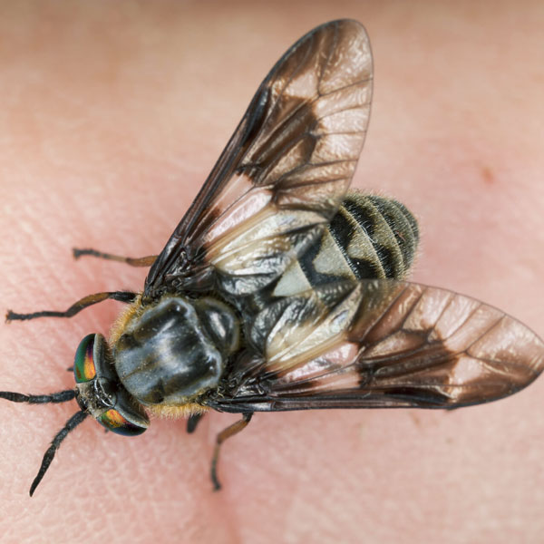 Fly Identification in your area
