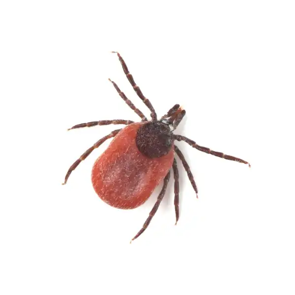 Deer Tick up close white background - Keep pests away from your home with Bug Out in FL