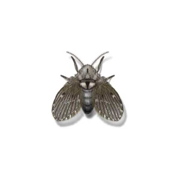 Drain Fly up close white background