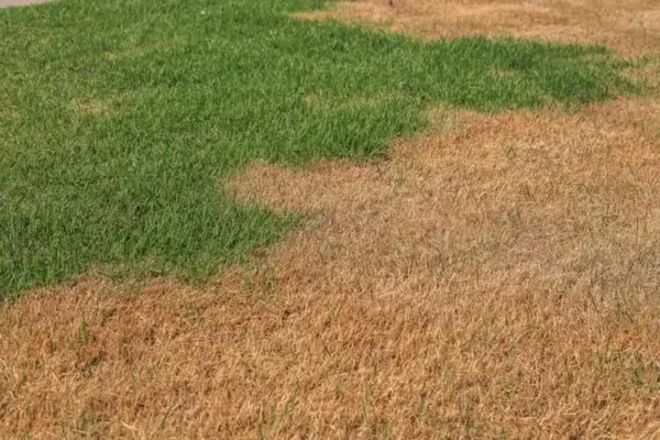 How Can I Tell If My Lawn Needs More Water in Jacksonville FL