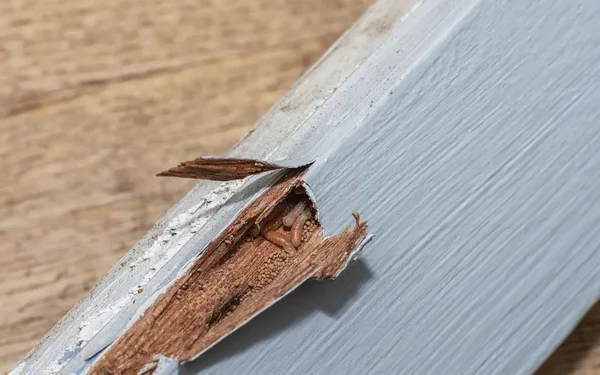 Termites burrowing through a plank of wood, making it more difficult to locate.