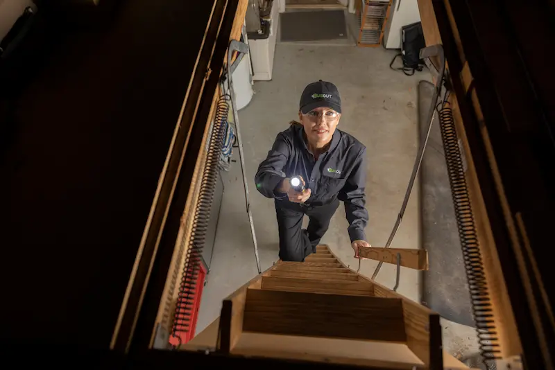 How to Identify  a Drywood Termite in your area