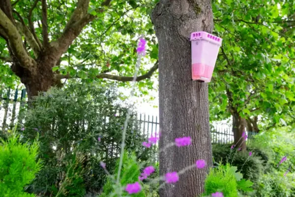 An EcoCatch Flies trap hanging from a tree outside a Florida business. Call the fly control experts at Bug Out to get a quote for EcoCatch Flies protection today.