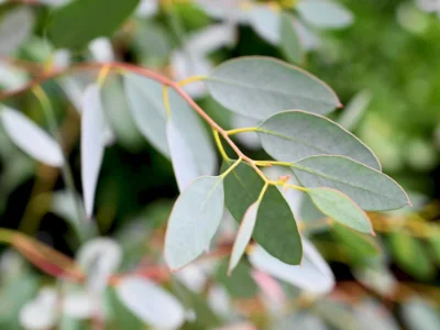 close up image of eucalyptus repelling bugs naturally