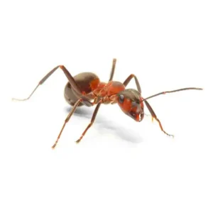 Field Ant up close white background - Keep pests away from your property with Bug Out in FL