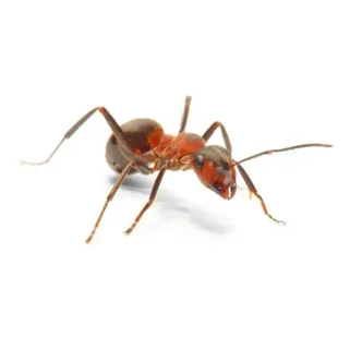 Field Ant up close white background - Keep pests away from your property with Bug Out in FL