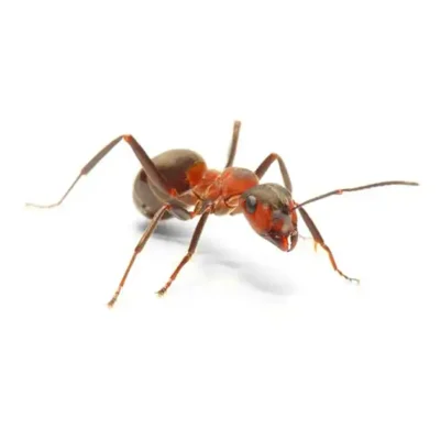 Field Ant up close white background - Keep pests away from your property with Bug Out in FL