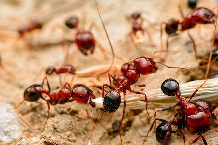 A fire ants crawling on a dirt mound