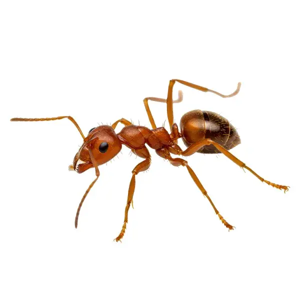 Fire ant on a white background - Keep pests away from your home with Bug Out Pest Control in FL