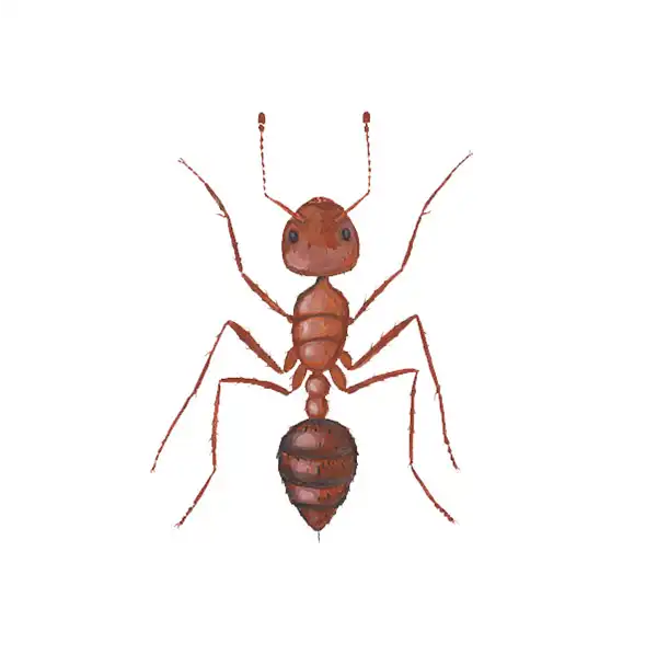 Fire Ant identification up close white background - Keep ants away from your home with Bug Out in FL