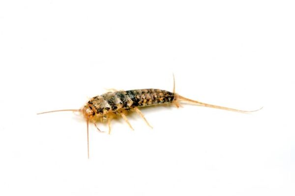 Close up of a Firebrat on a white background