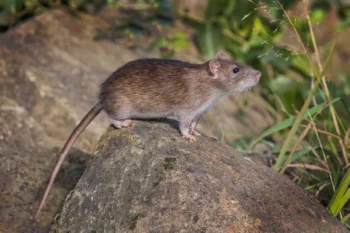 Florida rat outside perching on a rock