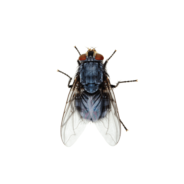 Flies