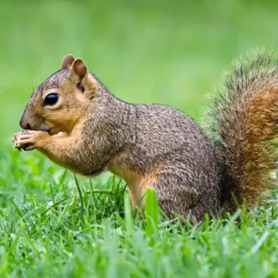 Fox squirrel in grass - Keep wildlife away from your home with Bug Out in FL